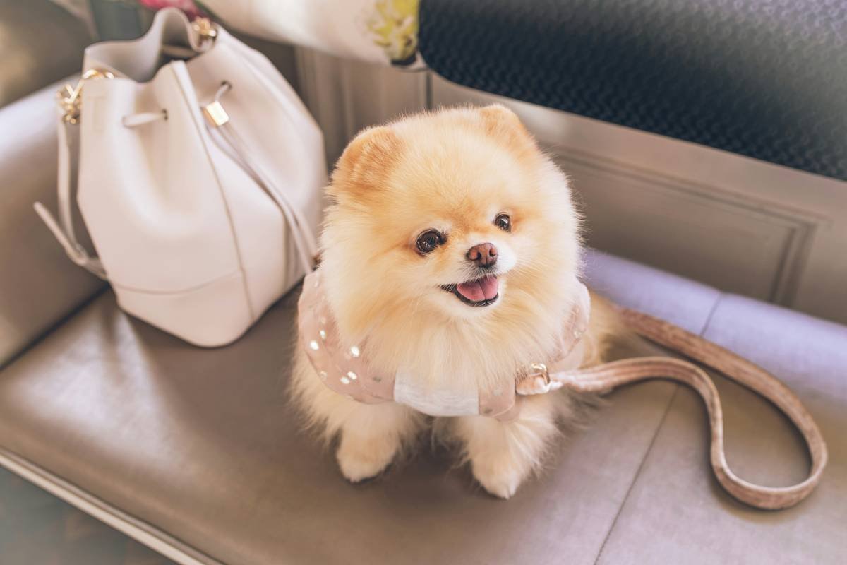 What Happens If Your Pet Gets Sick Abroad? How Credit Card Travel Insurance Emergency Pet Return Can Save the Day