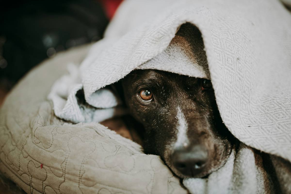 Credit Card Travel Insurance Emergency Pet Quarantine: 7 Proven Steps to Avoid Costly Heartbreak